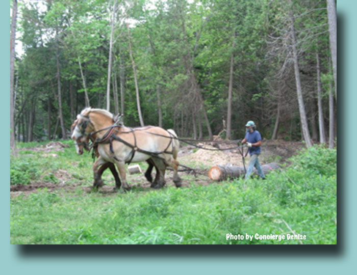 Harpswell in season
